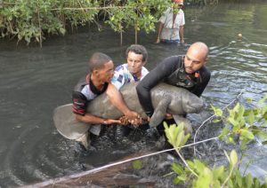Manatí rescatado en Puerto Plata en estado de recuperación