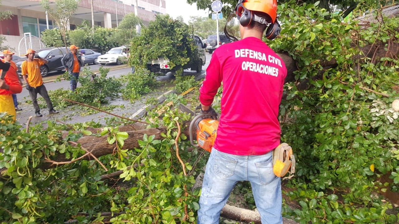 Efectos de vaguada derribó árboles en Santiago